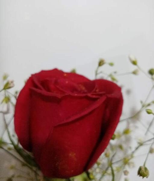 عکس گل رز قرمز پژمرده
