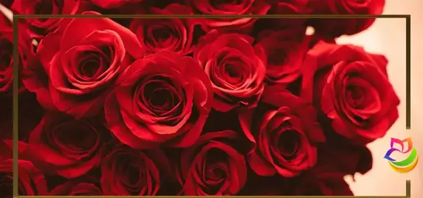عکس گل رز قرمز پژمرده