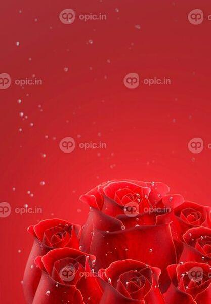 عکس گل رز قرمز پس زمینه
