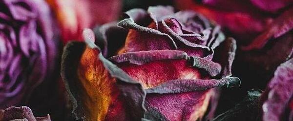 دانلود عکس گل رز پژمرده
