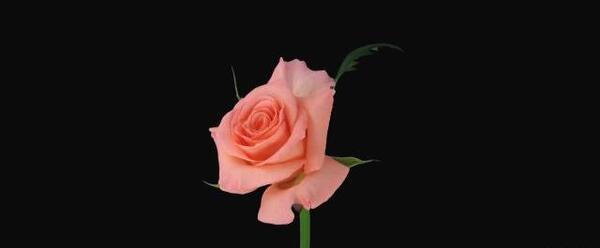 دانلود عکس گل رز پژمرده
