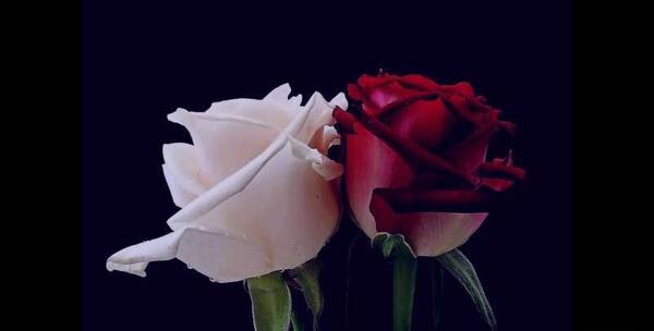 عکس گل رز مشکی پرپر شده