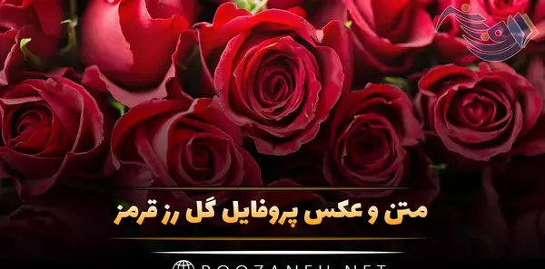 عکس گل رز قرمز پرپر شده