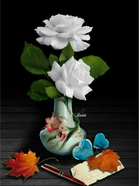 عکس گل رز سفید برای تصویر زمینه