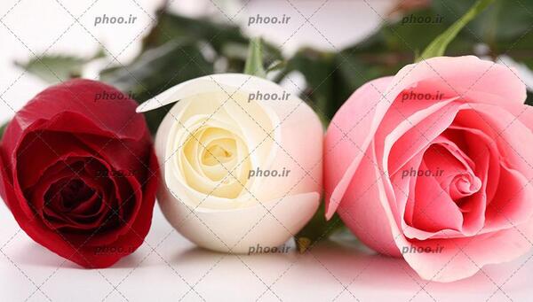 عکس گل رز سفید برای تصویر زمینه