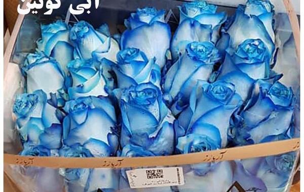 عکس گل رز ابی سفید
