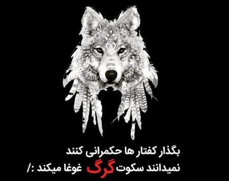 عکس گرگ واقعی برای پروفایل