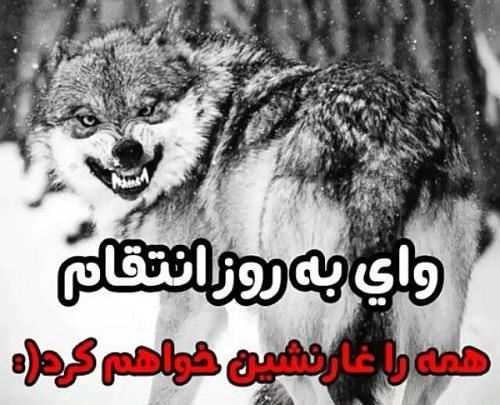 عکس گرگ واقعی برای پروفایل