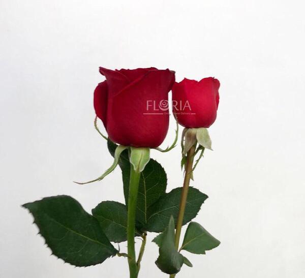 عکس گل رز قرمز ایرانی