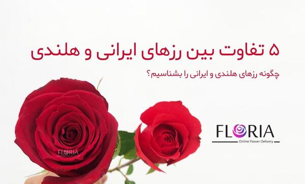 عکس گل رز قرمز ایرانی