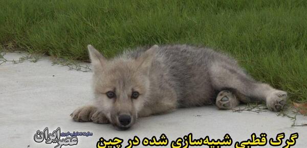 عکس گرگ واقعی وحشی