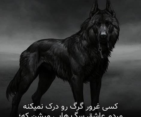 عکس گرگ متن دار خفن