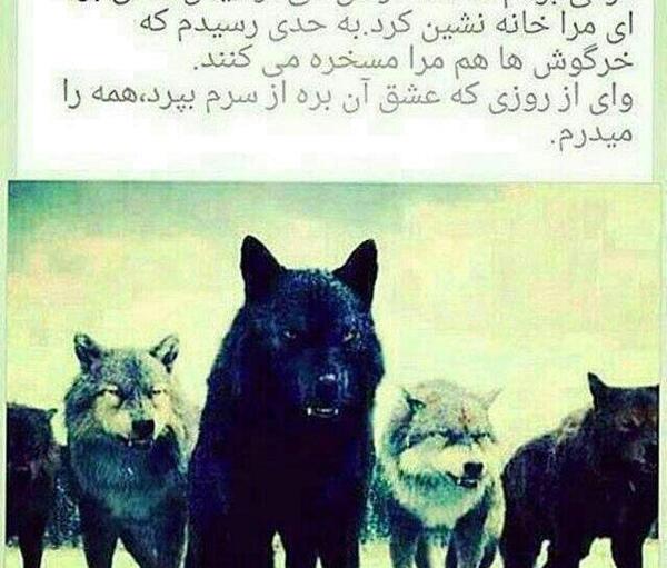 دانلود عکس گرگ و شیر