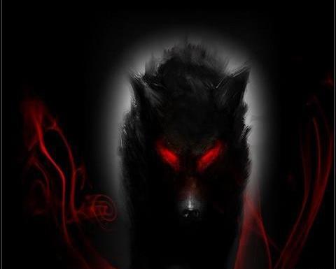 عکس گرگ واقعی در شب