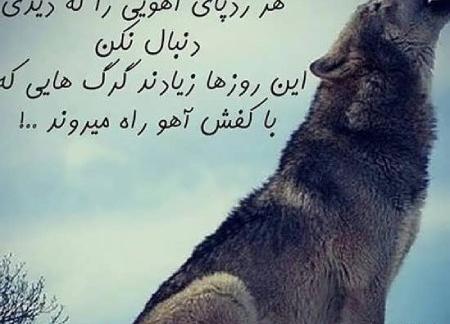 عکس گرگ برفی