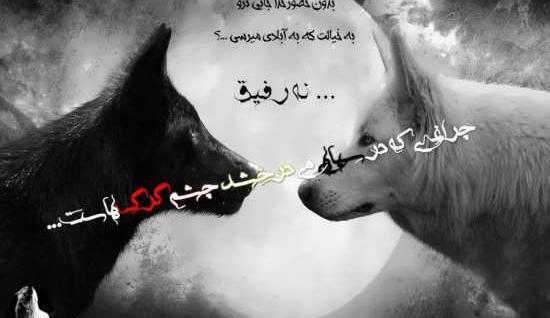 عکس گرگ برفی برای پروفایل