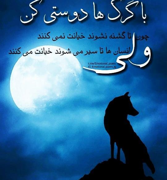 عکس های گرگ چشم آبی