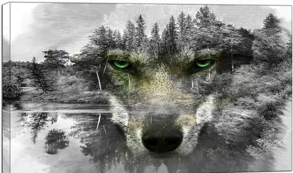 عکس گرگ سیاه چشم آبی