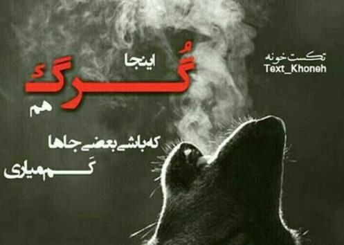 عکس گرگ برای پروفایل با نوشته