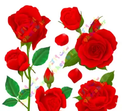 عکس کتاب گل سرخ