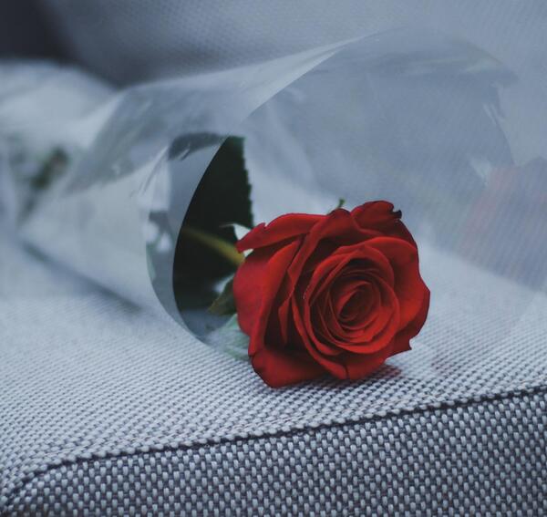 عکس کتاب گل سرخ