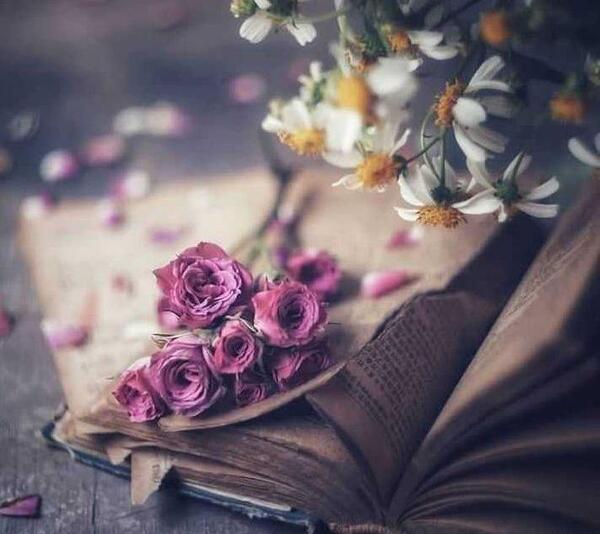 عکس کتاب گل سرخ