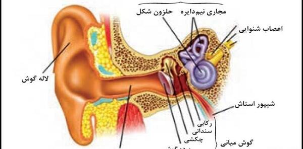 عکس هرم غذایی در کتاب کاروفناوری هفتم