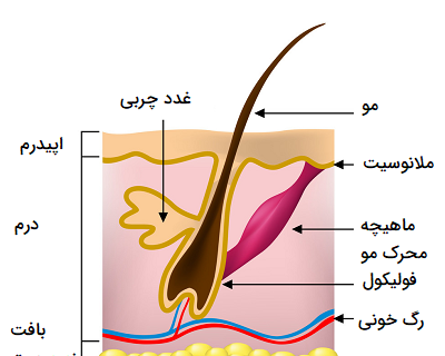 عکس پوست کتاب علوم پنجم