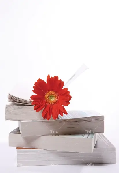 دانلود عکس کتاب و گل