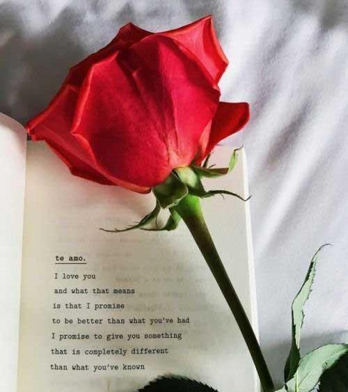 دانلود عکس کتاب و گل