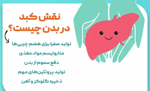 عکس کبد انسان در بدن