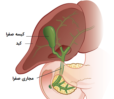 عکس کبد بدن انسان