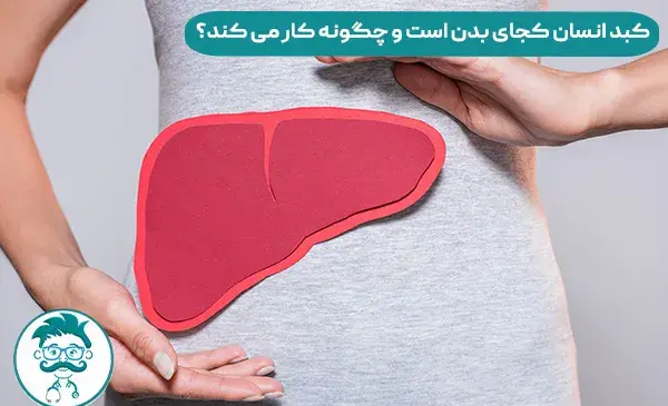 عکس کبد در انسان