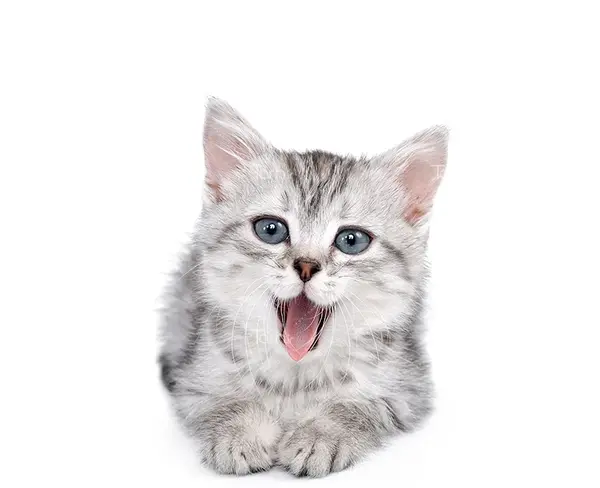 عکس کیک گربه ای ملوس