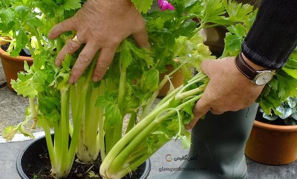 عکس بذر کرفس کوهی