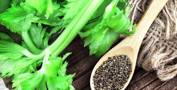 عکس بذر کرفس کوهی