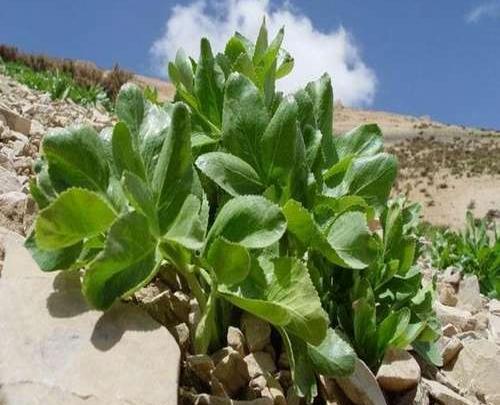 عکس بذر کرفس کوهی