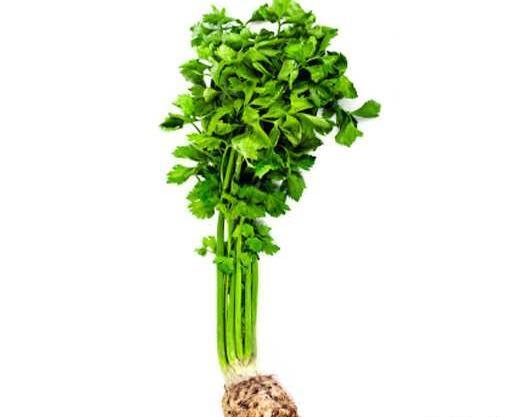 عکس بذر کرفس کوهی