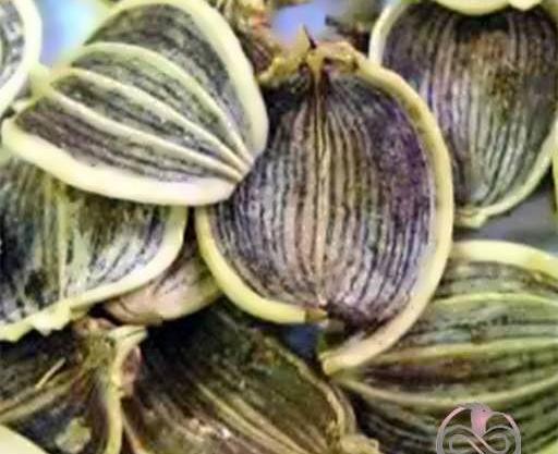 عکس بذر کرفس کوهی