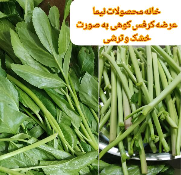 عکس ترشی کرفس کوهی