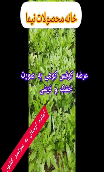 عکس ترشی کرفس کوهی