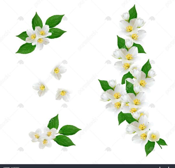 عکس کارتونی گل یاس