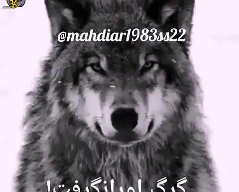 عکس کارتونی گرگ و روباه