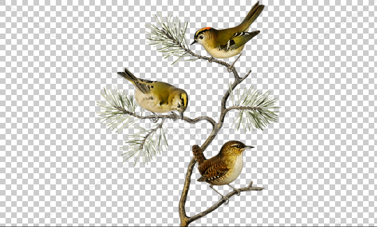 عکس کارتونی گنجشک روی درخت