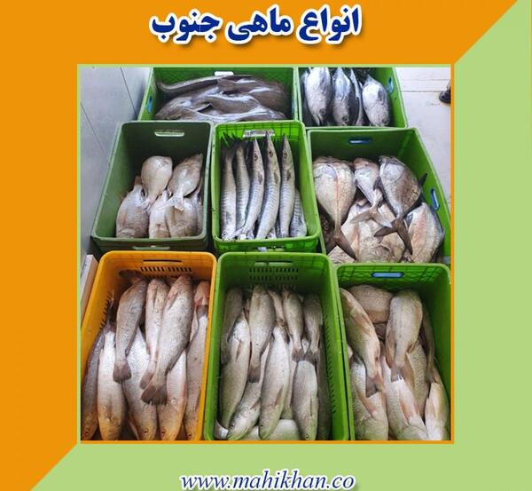 عکس کارتونی ماهی خوردنی