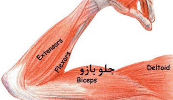 عکس کارتونی ماهیچه