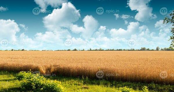 عکس کارتونی مزرعه گندم