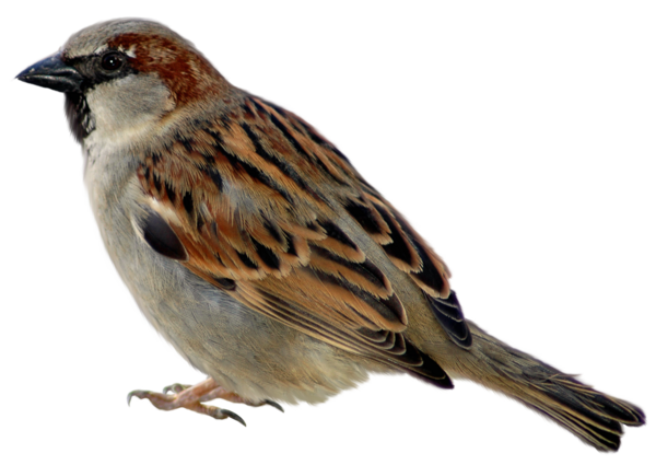 عکس از گنجشک کارتونی