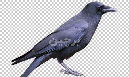 عکس های کارتونی کلاغ