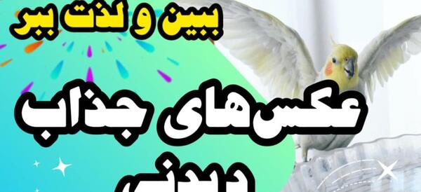 عکس پروفایل عروس هلندی کارتونی
